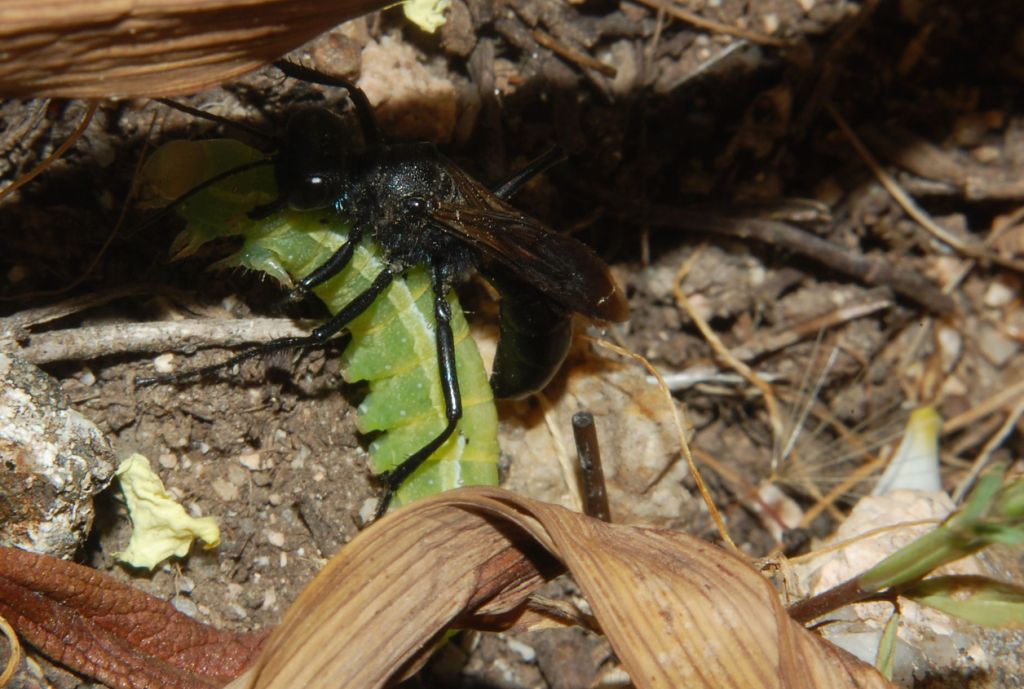 Caccia grossa Podalonia hirsuta mervensis F (Sphecidae)