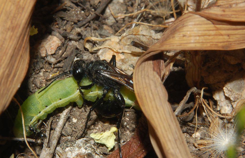 Caccia grossa Podalonia hirsuta mervensis F (Sphecidae)