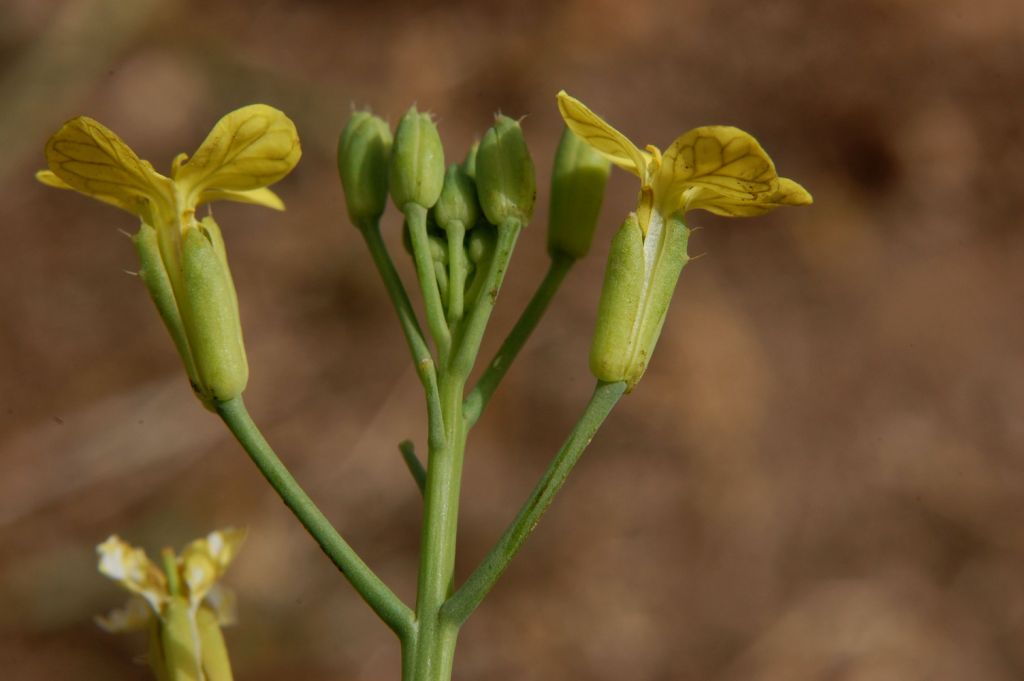 Raphanus raphanistrum subsp. landra