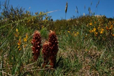 Orobanche cfr. rigens