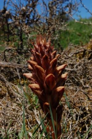 Orobanche cfr. rigens