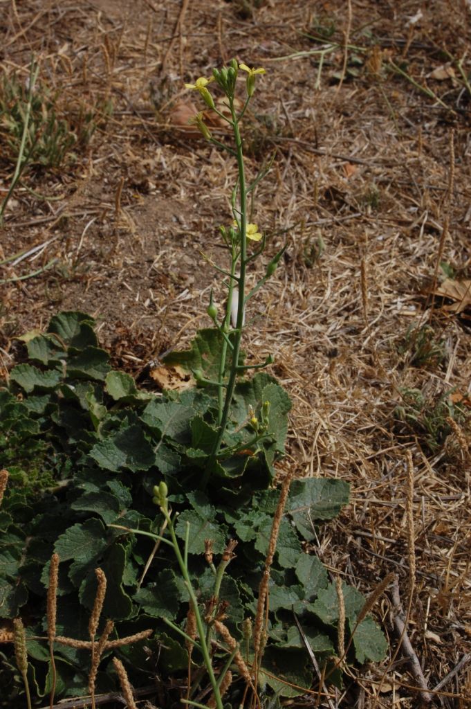 Raphanus raphanistrum subsp. landra
