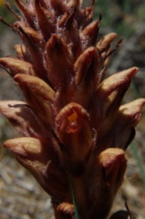 Orobanche cfr. rigens