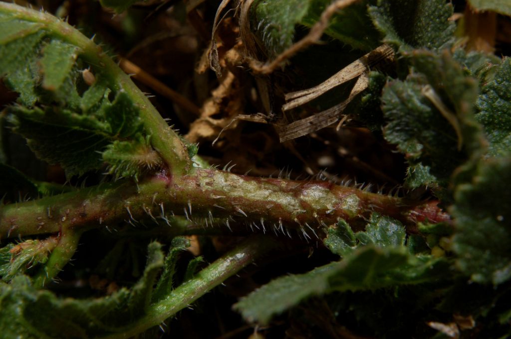 Raphanus raphanistrum subsp. landra