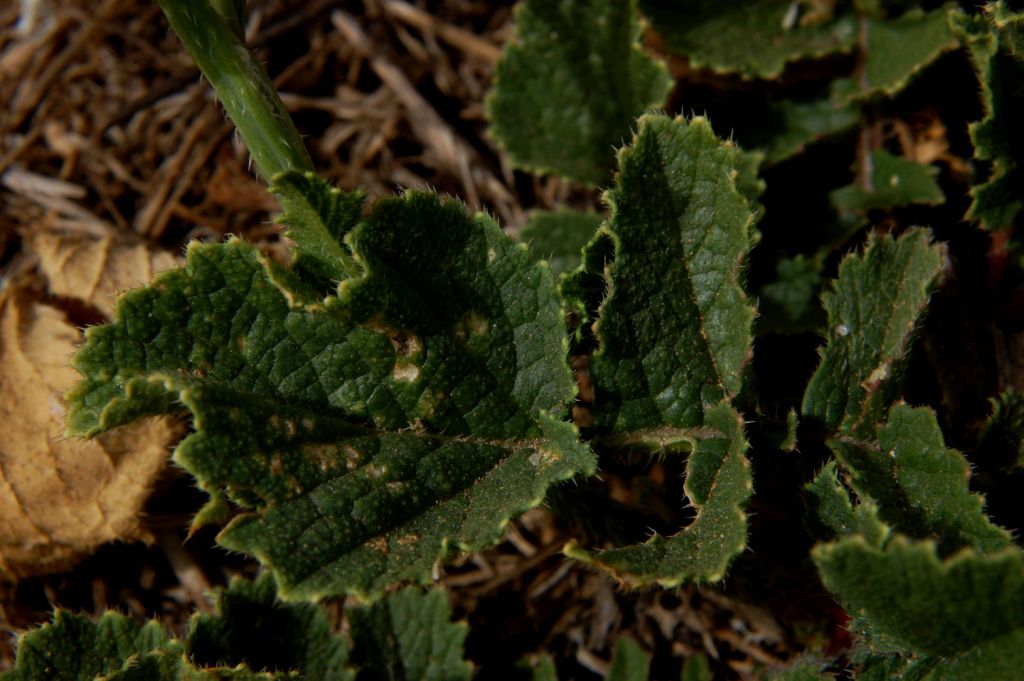Raphanus raphanistrum subsp. landra