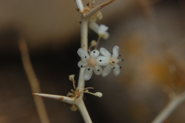 Asparagus albus  / Asparago bianco