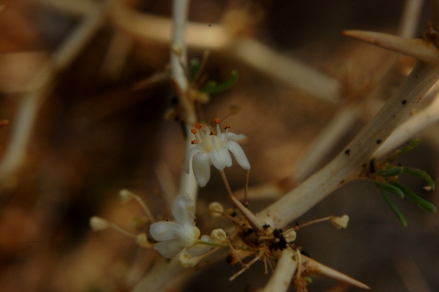 Asparagus albus  / Asparago bianco