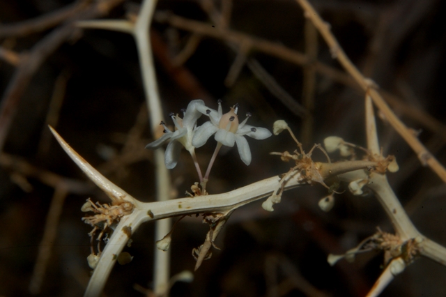 Asparagus albus  / Asparago bianco