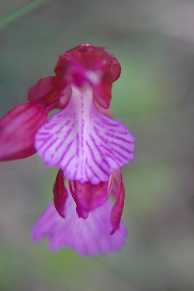 Orchis papilionacea L. var. grandiflora (Boiss.) Baumann