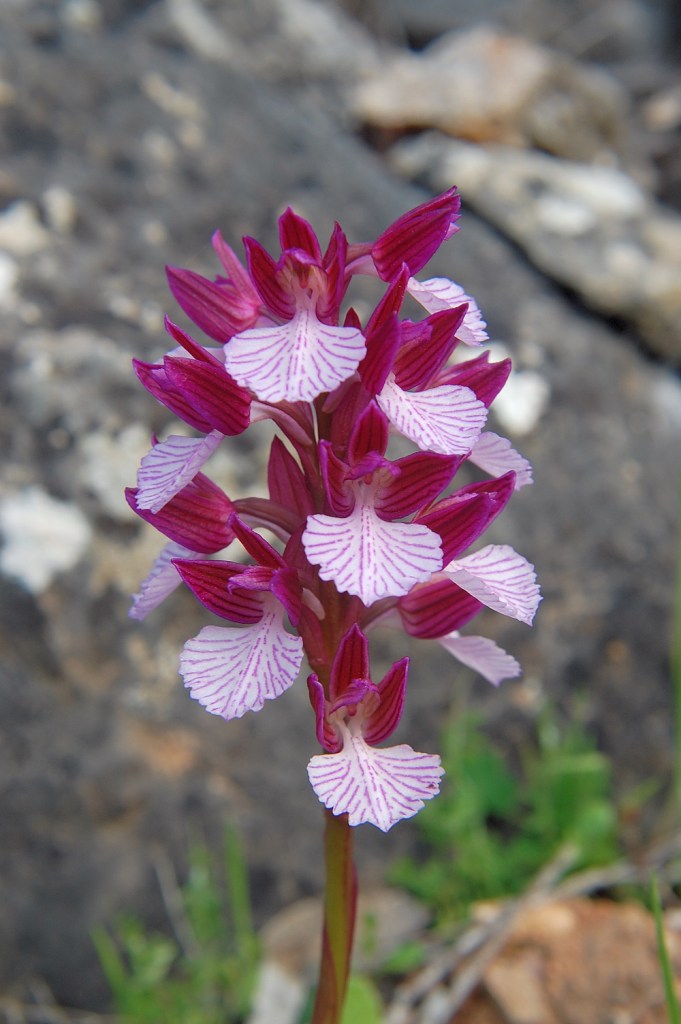 Orchis papilionacea L. var. grandiflora (Boiss.) Baumann