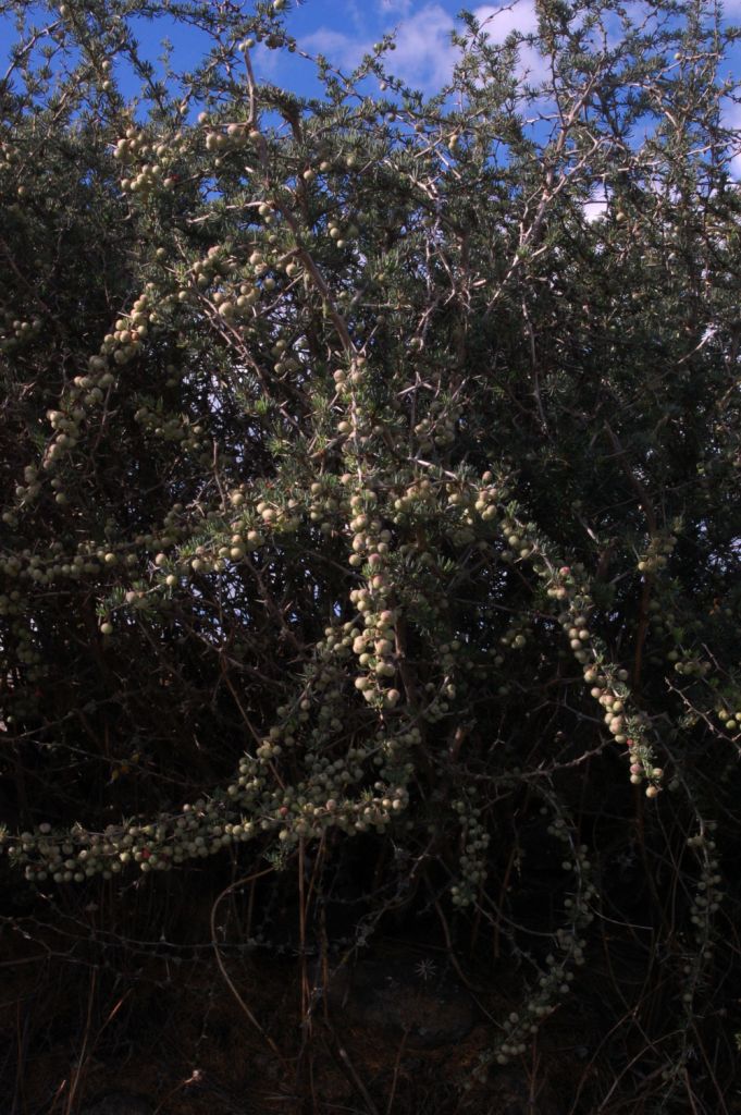 Asparagus albus  / Asparago bianco