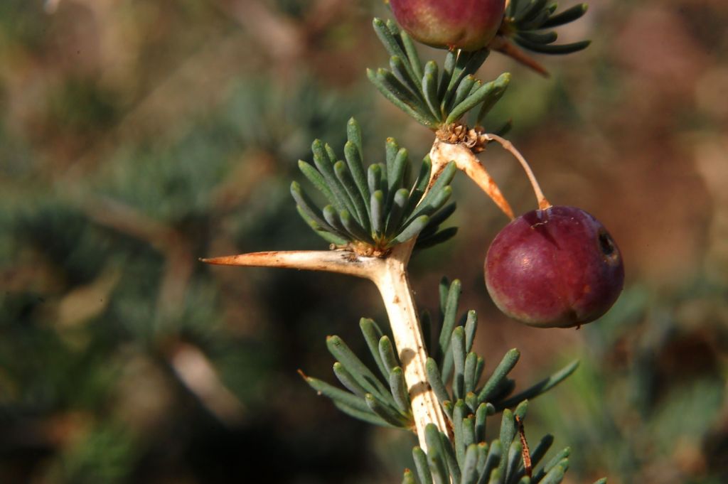Asparagus albus  / Asparago bianco