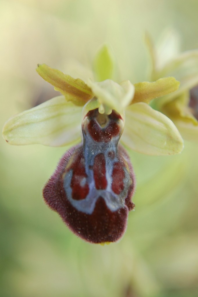 ibrido Ophrys incubacea e iricolor