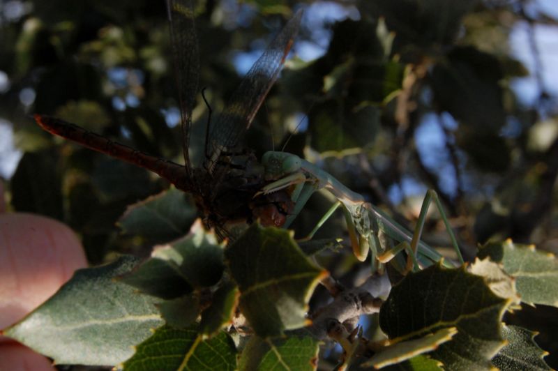 Prima colazione col botto: Iris oratoria preda Sympetrum