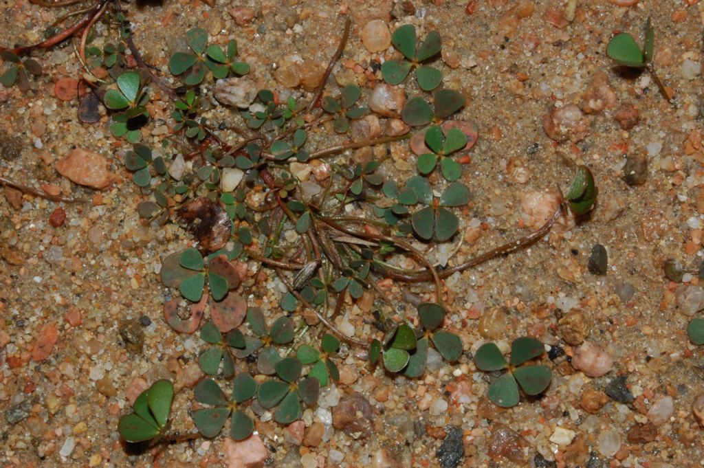 Marsilea strigosa  / Trifoglio acquatico peloso