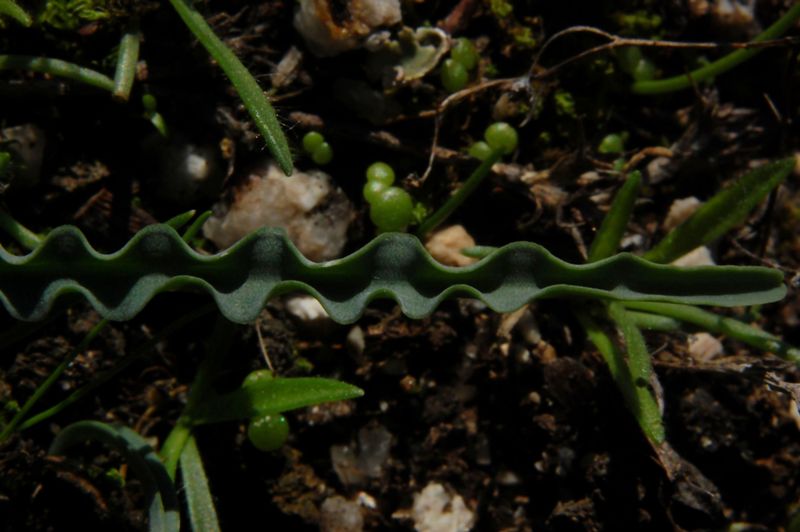 Charybdis undulata / Scilla ondulata