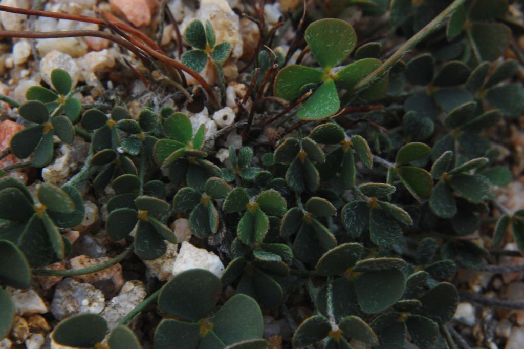 Marsilea strigosa  / Trifoglio acquatico peloso