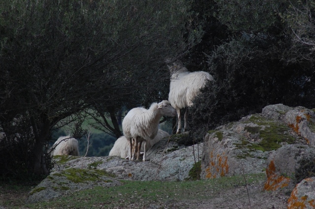 Tra un cervo e uno stambecco: pecore, capre e caproni.