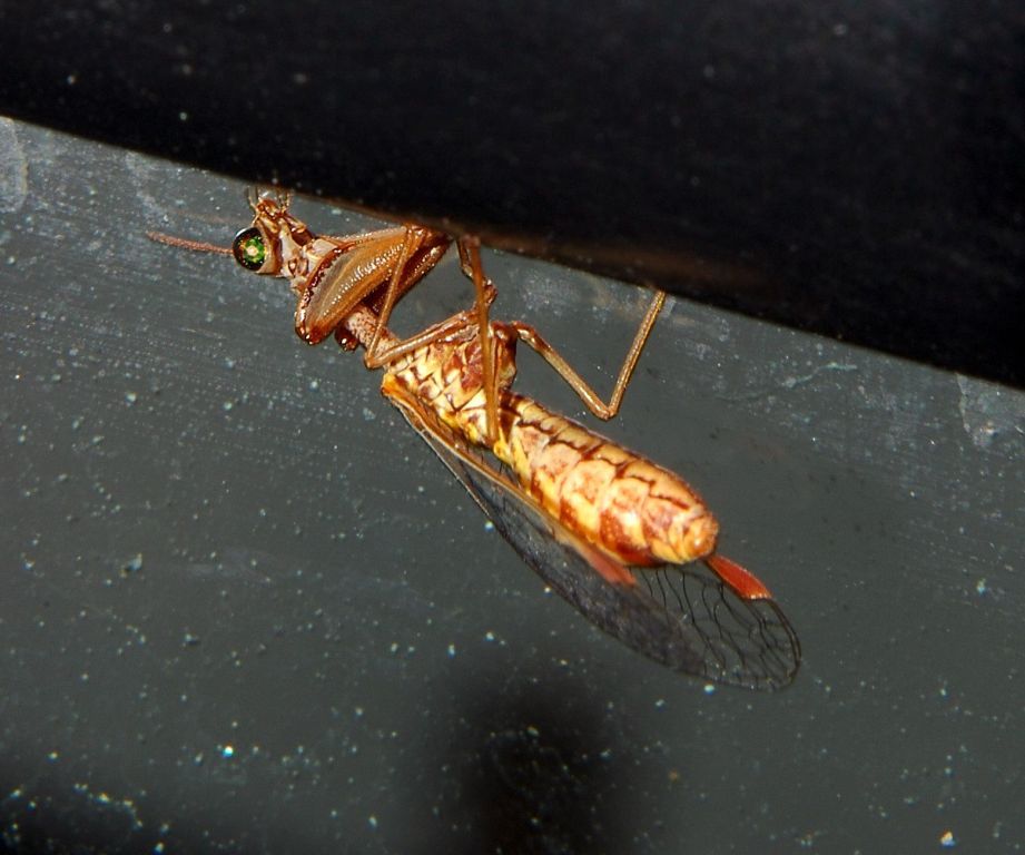 Mantispa styriaca