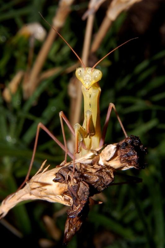 La fine del ciclo della Mantis religiosa