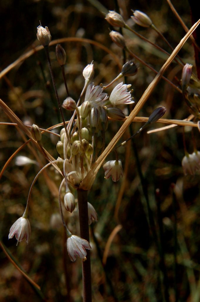 Allium longispathum (=Allium paniculatum) / Aglio a pannocchia