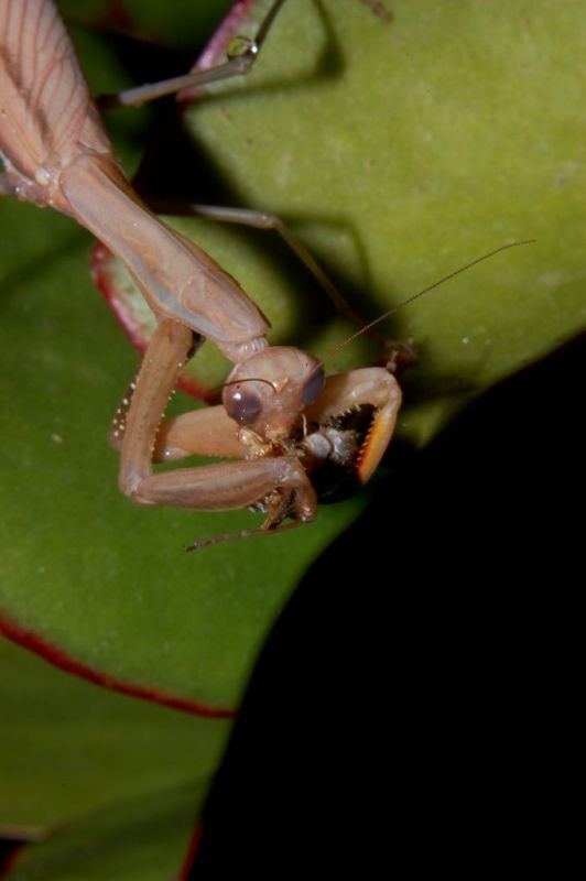 La fine del ciclo della Mantis religiosa