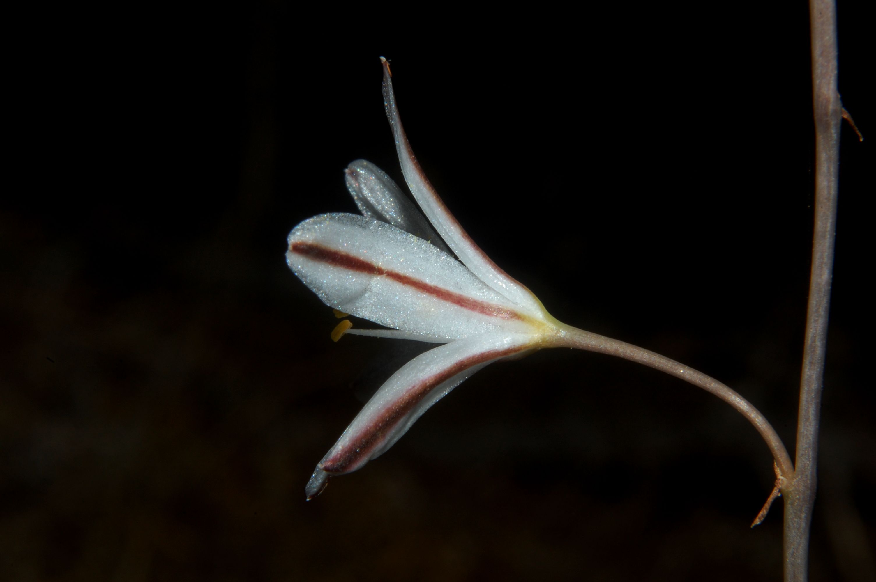 Urginea fugax / Scilla filiforme