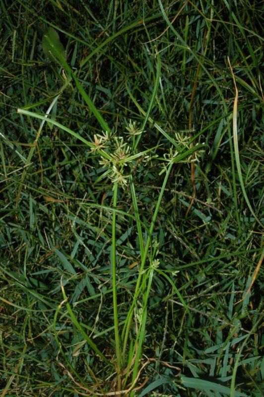 Cyperus fuscus / Zigolo nero
