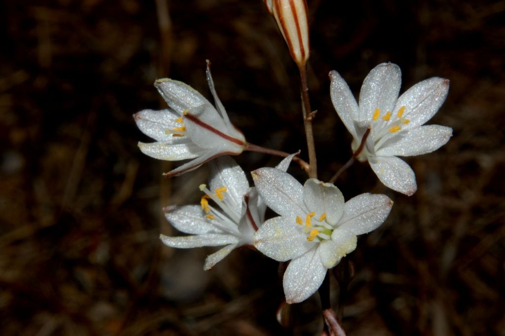 Urginea fugax / Scilla filiforme
