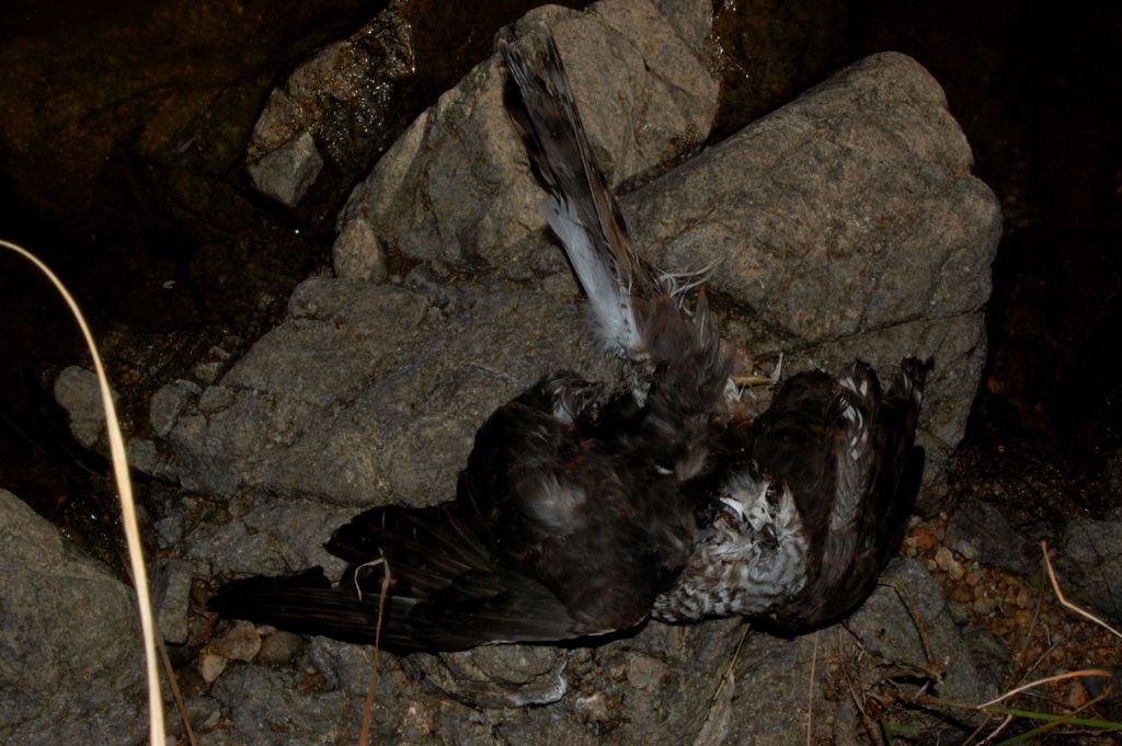 falco morto