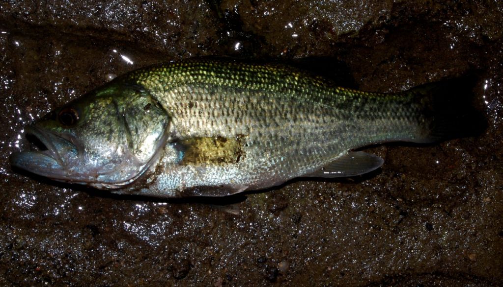 Micropterus salmoides