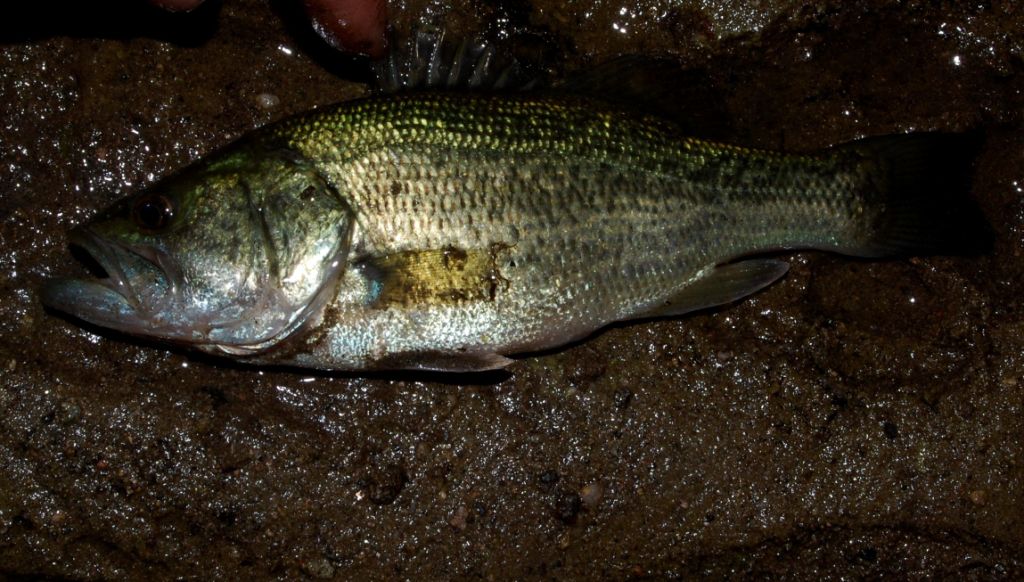 Micropterus salmoides