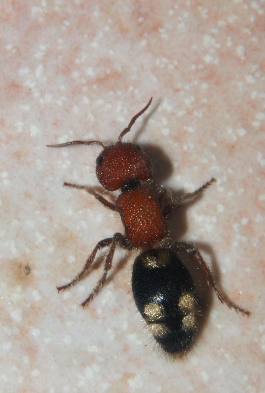 Qui la chiamiamo Alza: Mutilla quinquemaculata (Mutillidae)