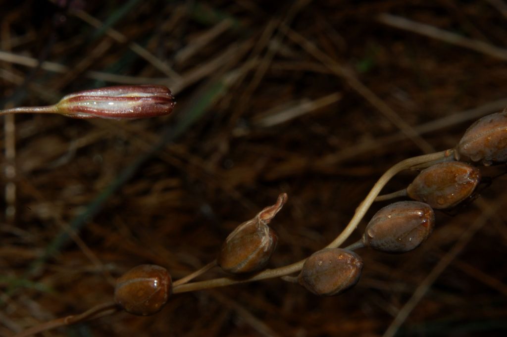 Urginea fugax / Scilla filiforme