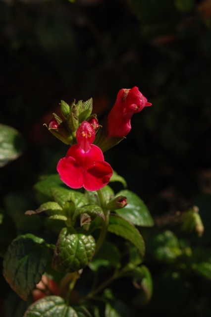 Labiata inselvatichita - Salvia grahami