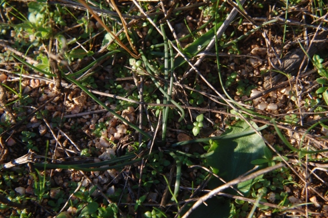 Urginea fugax / Scilla filiforme