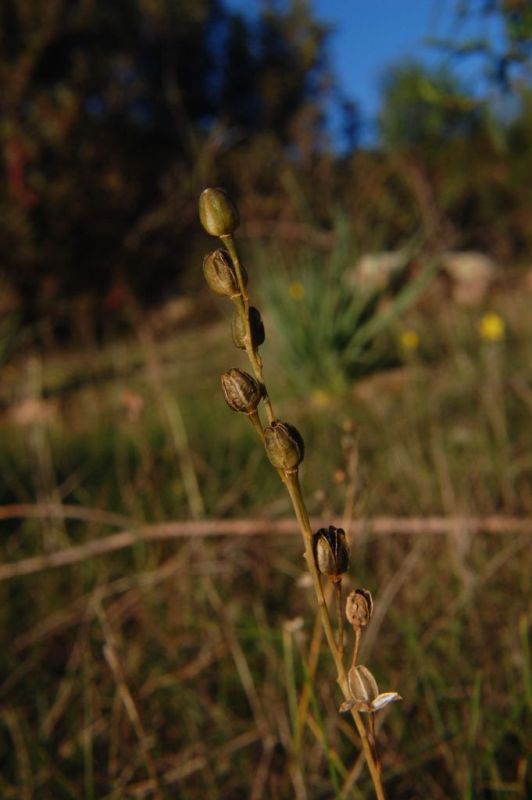 Urginea fugax / Scilla filiforme