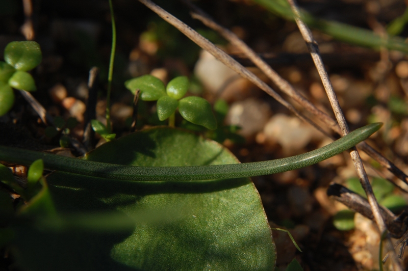 Urginea fugax / Scilla filiforme