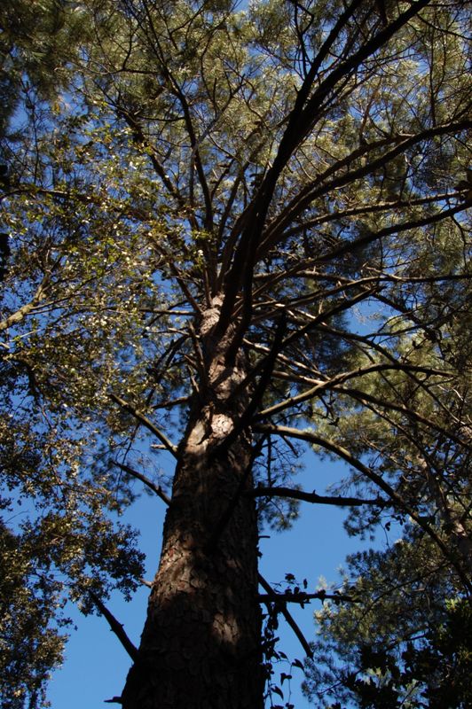 Pinus pinaster ssp. hamiltonii / pino marittimo di Corte
