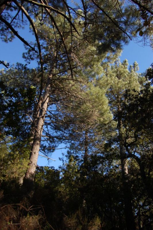 Pinus pinaster ssp. hamiltonii / pino marittimo di Corte