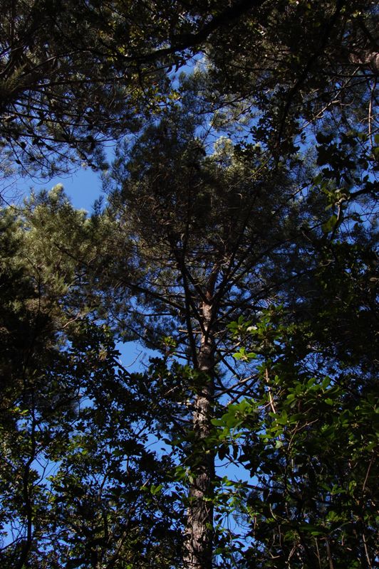 Pinus pinaster ssp. hamiltonii / pino marittimo di Corte