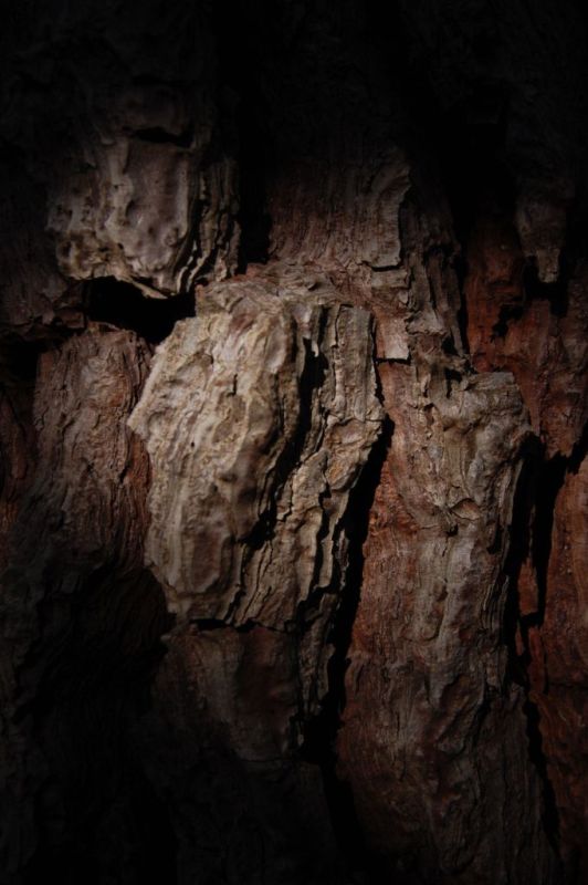 Pinus pinaster ssp. hamiltonii / pino marittimo di Corte