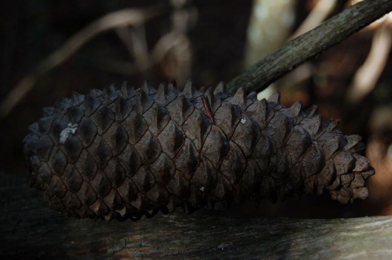 Pinus pinaster ssp. hamiltonii / pino marittimo di Corte