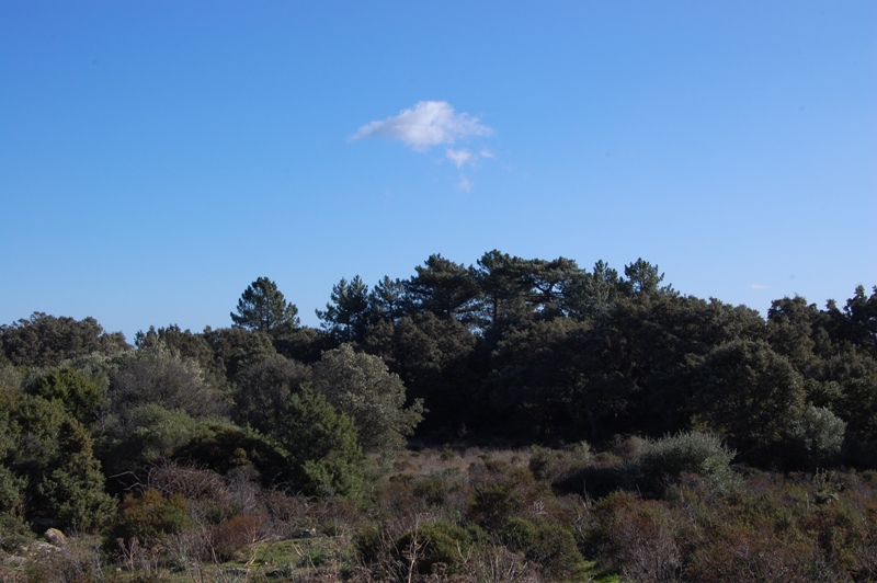 Pinus pinaster ssp. hamiltonii / pino marittimo di Corte
