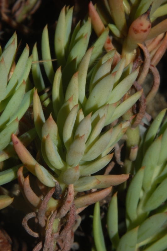 Petrosedum (=Sedum) sediforme / borracina di Nizza