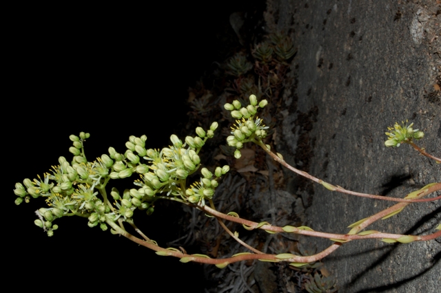 Petrosedum (=Sedum) sediforme / borracina di Nizza