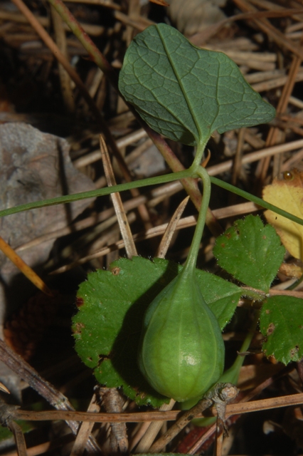 Aristolochia rotunda ssp. insularis / Aristolochia rotonda