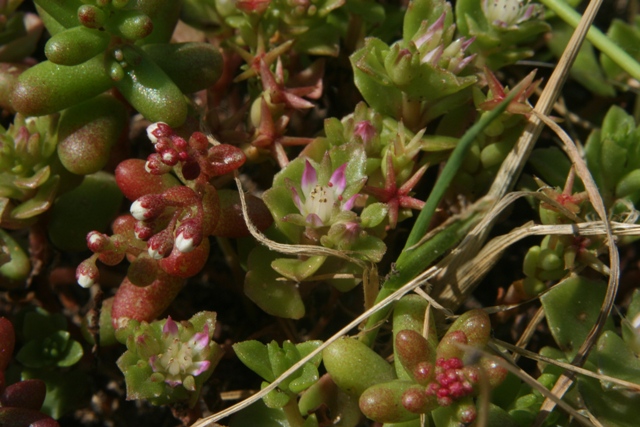 Sedum stellatum / Borracina spinosa ( e Sedum rubens L. )