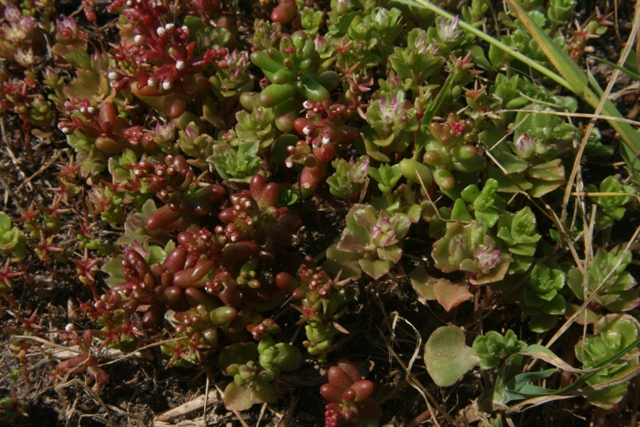 Sedum stellatum / Borracina spinosa ( e Sedum rubens L. )