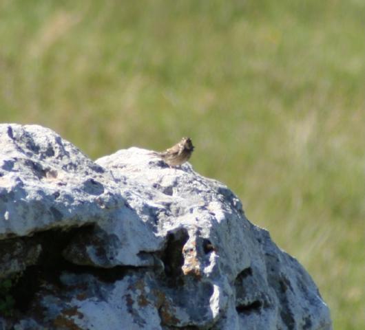 Alcune foto inequivocabili ... altre meno!